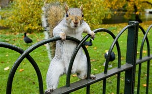 My Anti-Spirit Animal: The Campus Squirrel