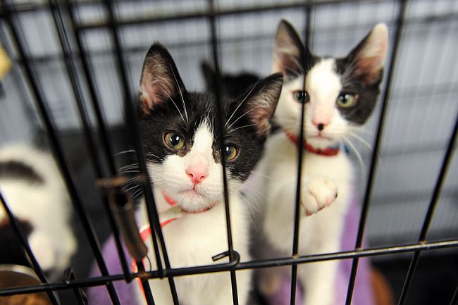 Temporary Home: The Pros and Cons of Fostering Pets in College