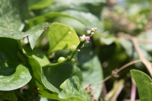 Malabar Spinach from HausBar Farms