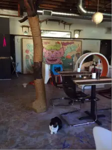 Getting the Scoop on Cat Cafés