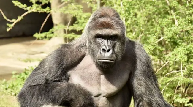 Gorilla Warfare: An Opinion About Other Peoples’ About Harambe