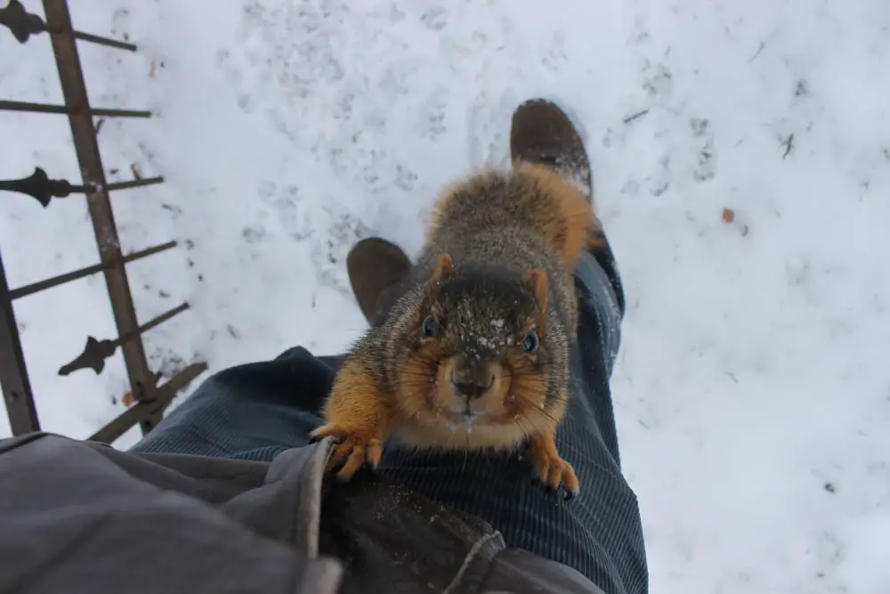 Love Nuts? Check Out the University of Michigan's Squirrel Club