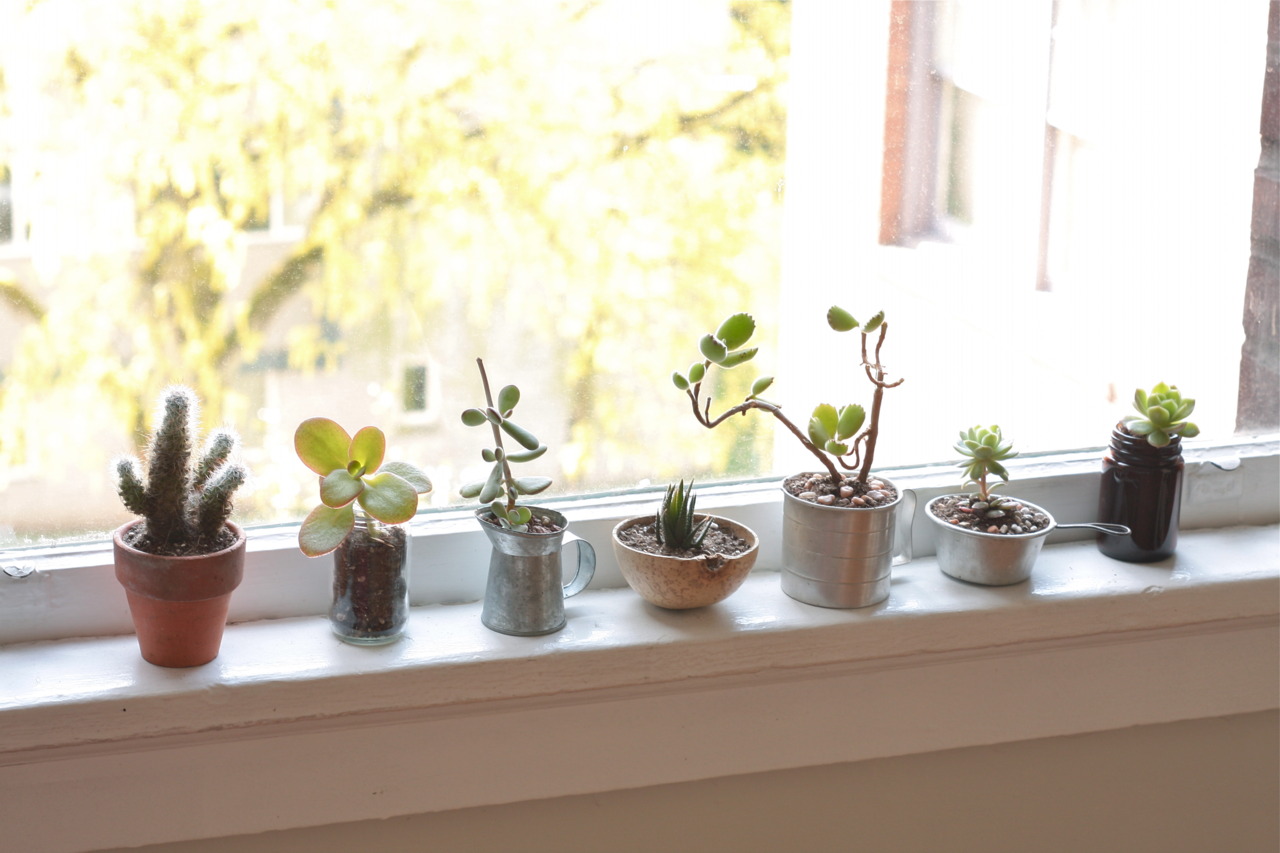 Tips for First-Time Succulent Parents
