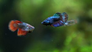 The Pros and Cons of Owning a Betta Fish in College