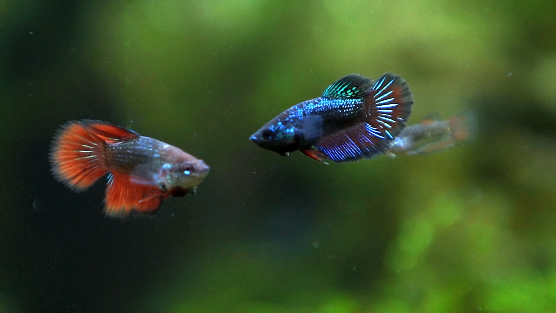 The Pros and Cons of Owning a Betta Fish in College