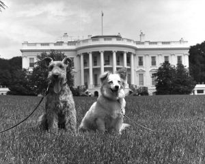 Dogs and Dog Shit on America’s Front Lawn
