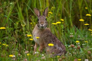 Living on the Edge of the Rabbit’s Fur