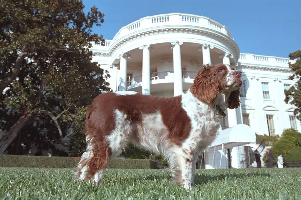 Dogs and Dog Shit on America’s Front Lawn