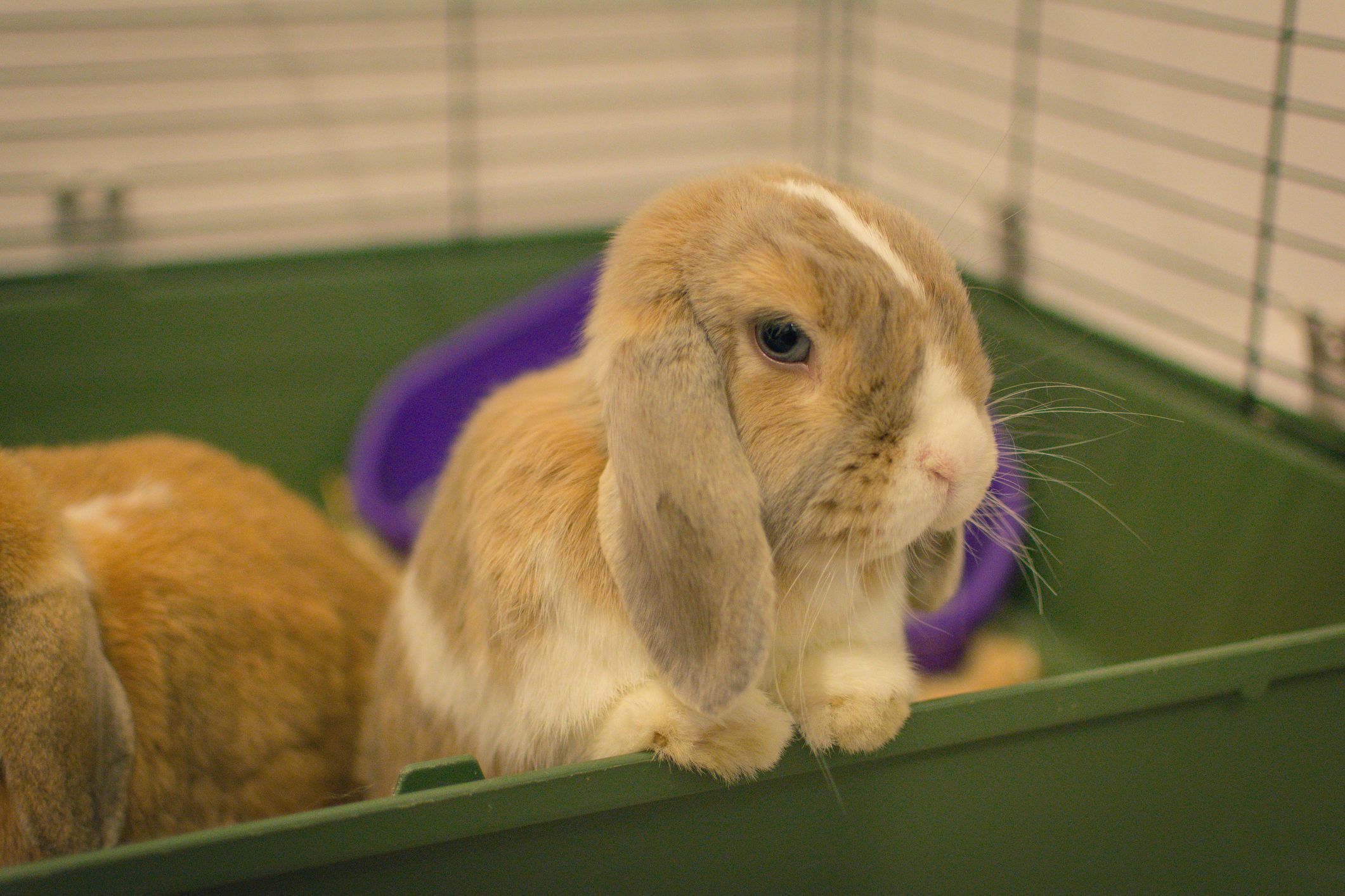 Why Rabbits May Be the Perfect College Pet