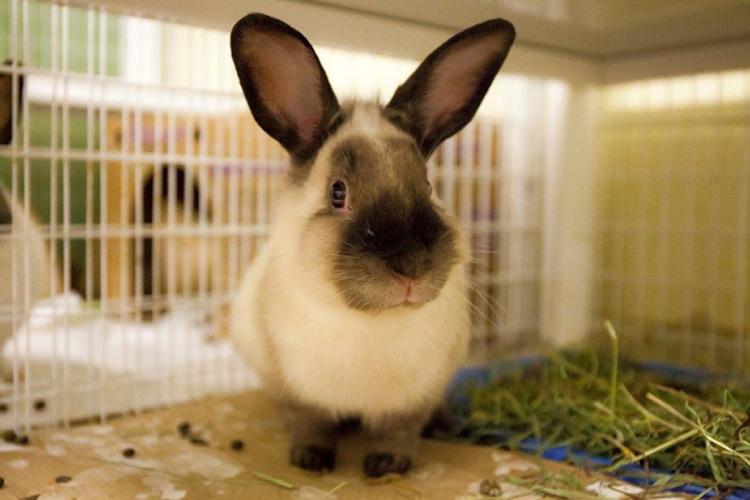 Why Rabbits May Be the Perfect College Pet