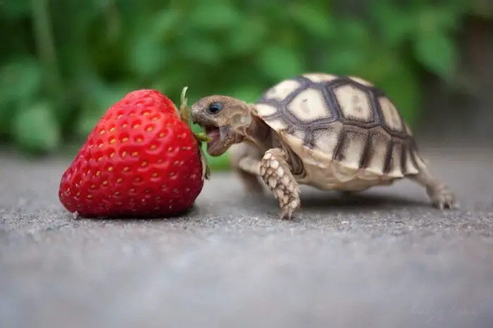 Best Pets for College Students: Small turtles