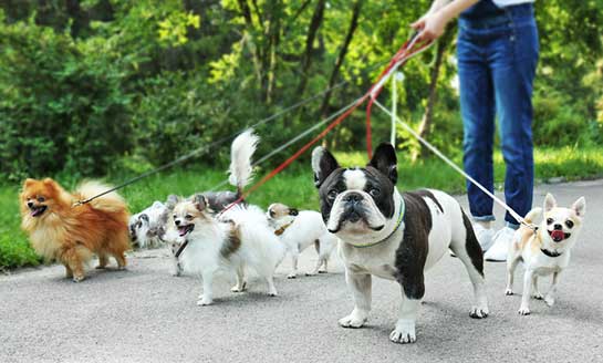 Dog-walking apps