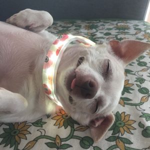 Light-up Collar