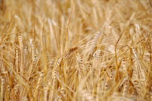 seed banks