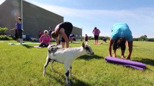 Goat yoga