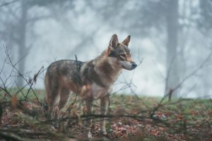 shy wolf sanctuary