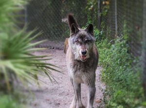 shy wolf sanctuary