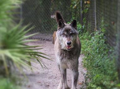 What do a mountain lion, panther, and puma all have in common? - The Wolf  Center