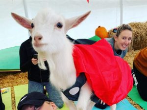 goat yoga