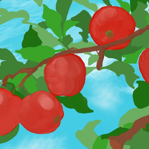 Illustration by Anastasia Willard of a Cosmic Crisp apples