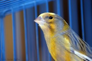 A bird in a cage in an article about pets in college