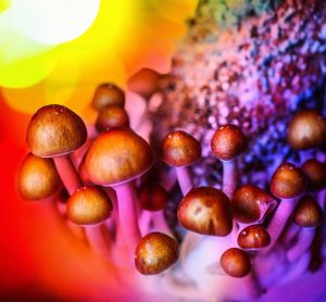 Image of Magic Mushrooms