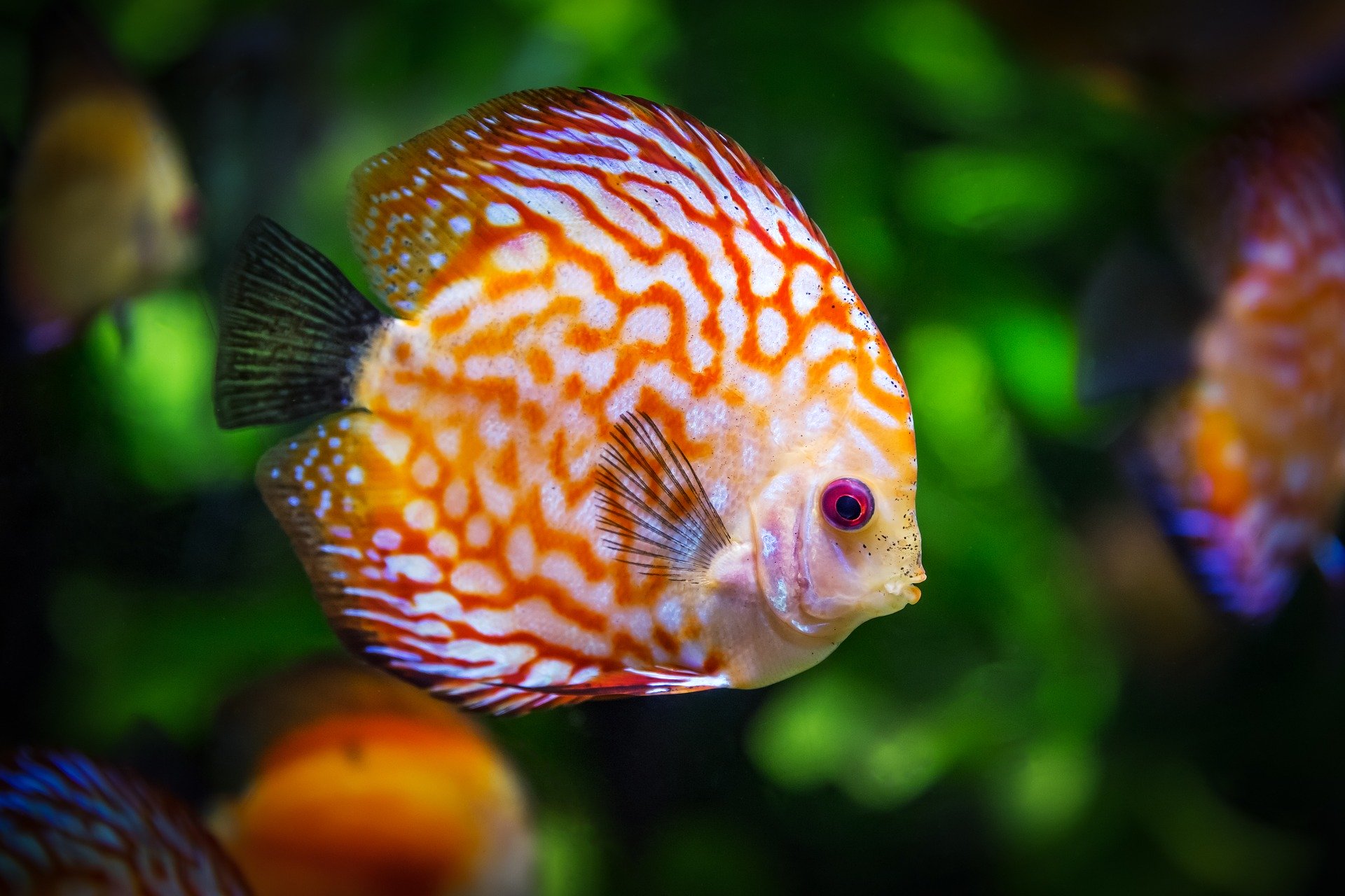 Choose The Right Fish For Your Fish Tank