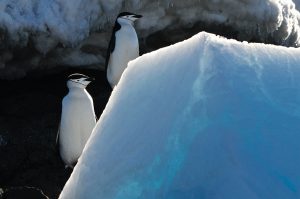 In an article about bizarre research papers, a photo of two penguins