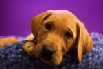 A golden Labrador, in an article about the best dog breed depending on your personality type