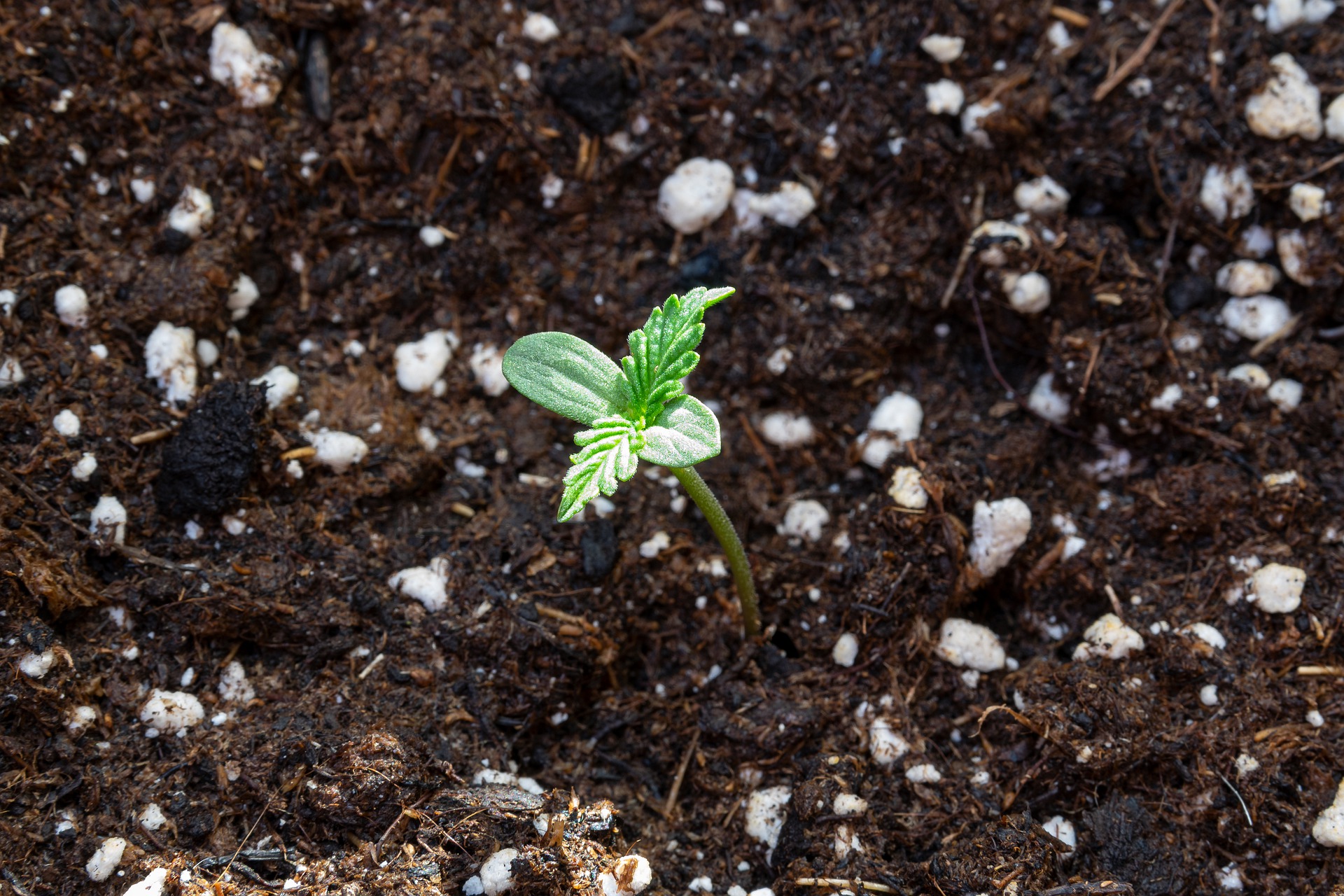 In an article about CBD and the best time of the day to take it, a cannabis seedling