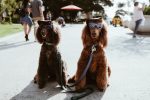 In an article about the what animal are you Instagram trend, a photo of two poodles in sunglasses