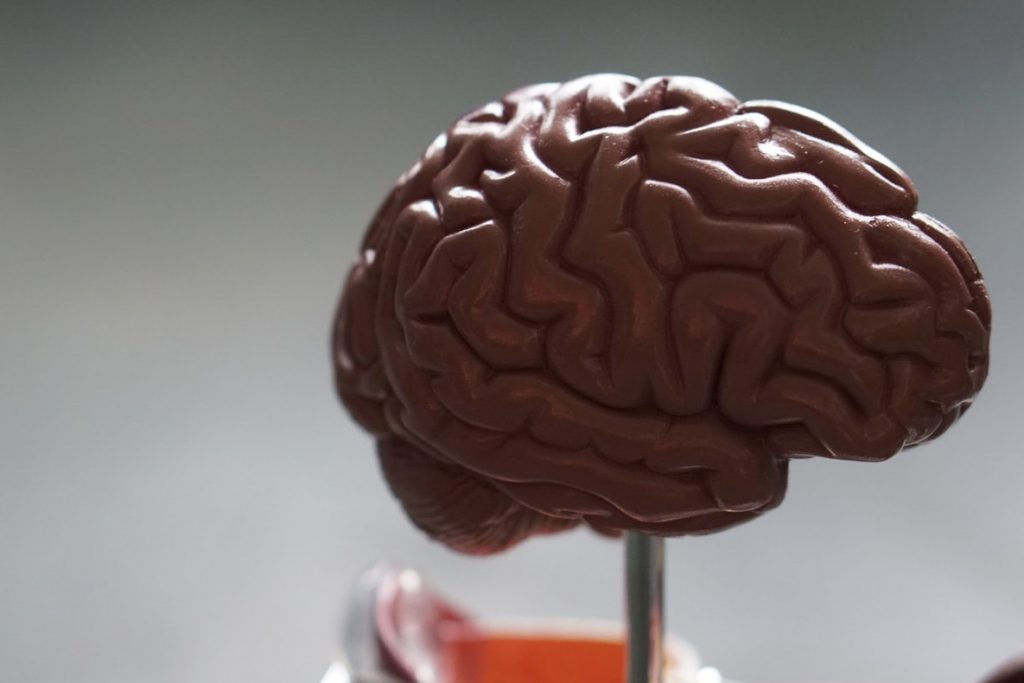 Image of a brain model in an article about Kimberley Wilson's approach to nutritional and mental health.