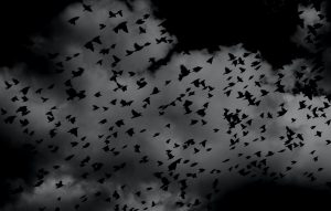 In an article about horror, a flock of birds