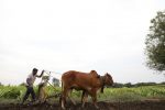 Indian farmers' protests