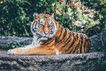 photo of a tiger in the wild for article about man-eating tigers