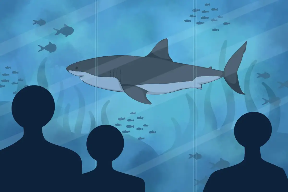 Why Are There No Great White Sharks in Aquariums?
