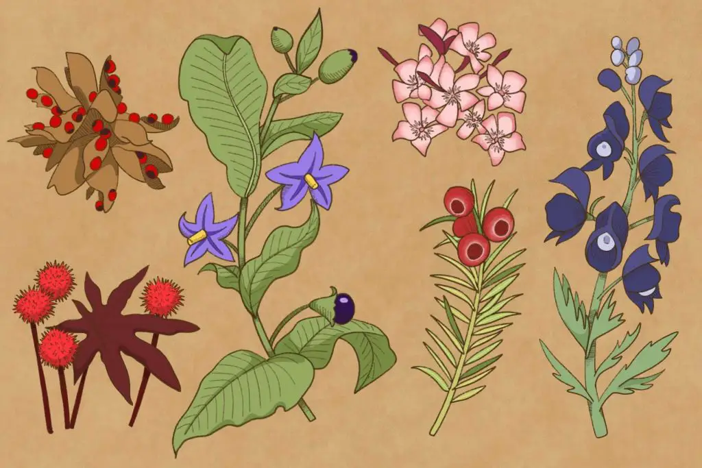 Different poisonous plants