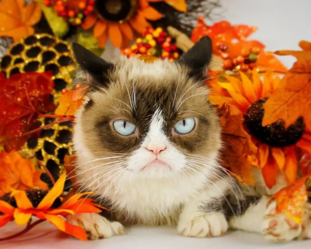 In an article about memes, a photo of Grumpy Cat