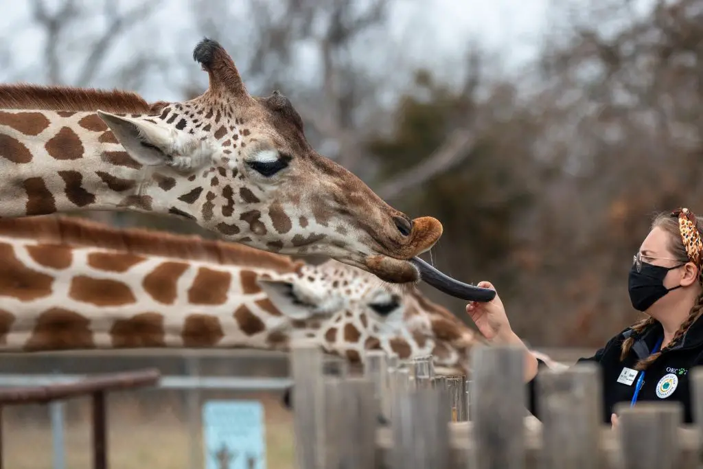 A zookeeper feeding giraffes for an article about the life of a zookeeper.