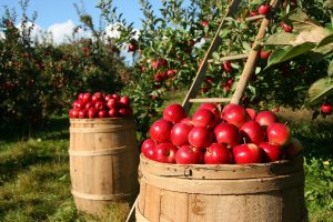 apple orchards are the perfect attraction for the holiday season