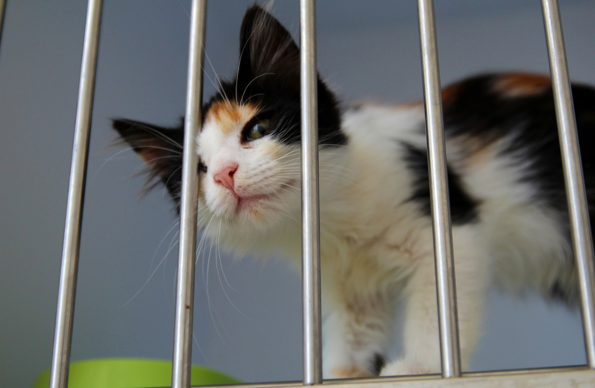 Photo of a kitten in a crate for an article about helping homeless cats.