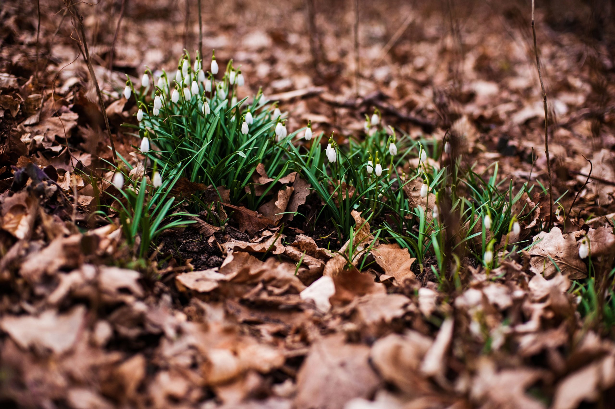 In an article about Imbolc, plants sprouting out of the ground