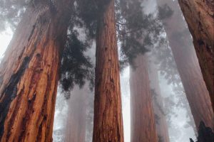 northern california redwoods in sequoia national park