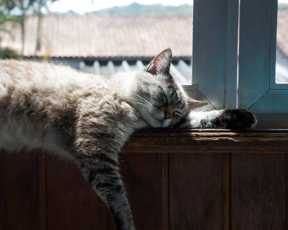 cat lying on windowsill