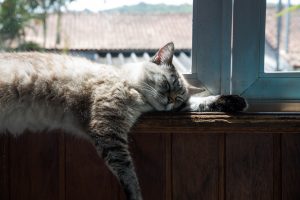cat lying on windowsill