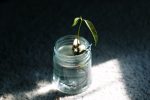 photo of a plant grown with hydroponics