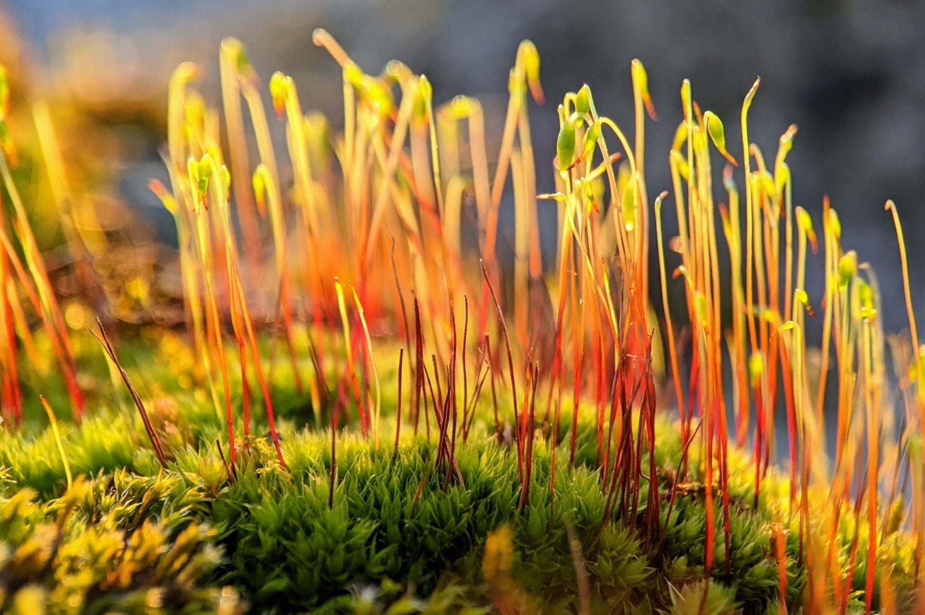 in an article about scientific research, moss and plants on a rock