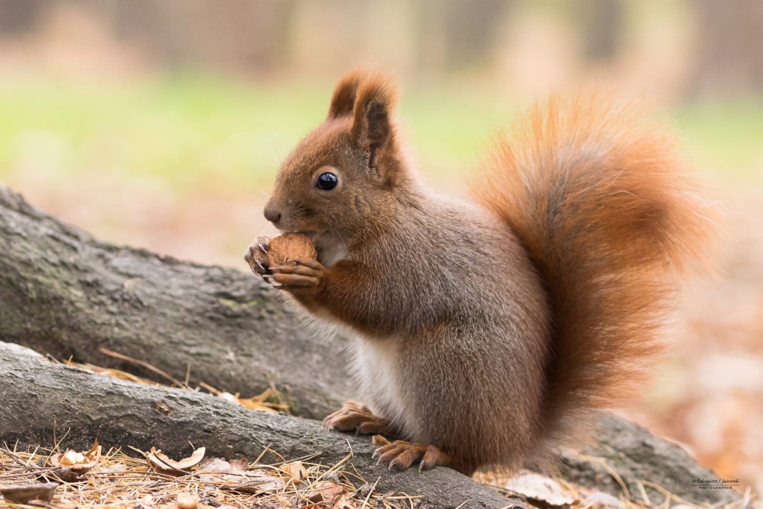 Why You Should Be Aware of Squirrel Awareness Month