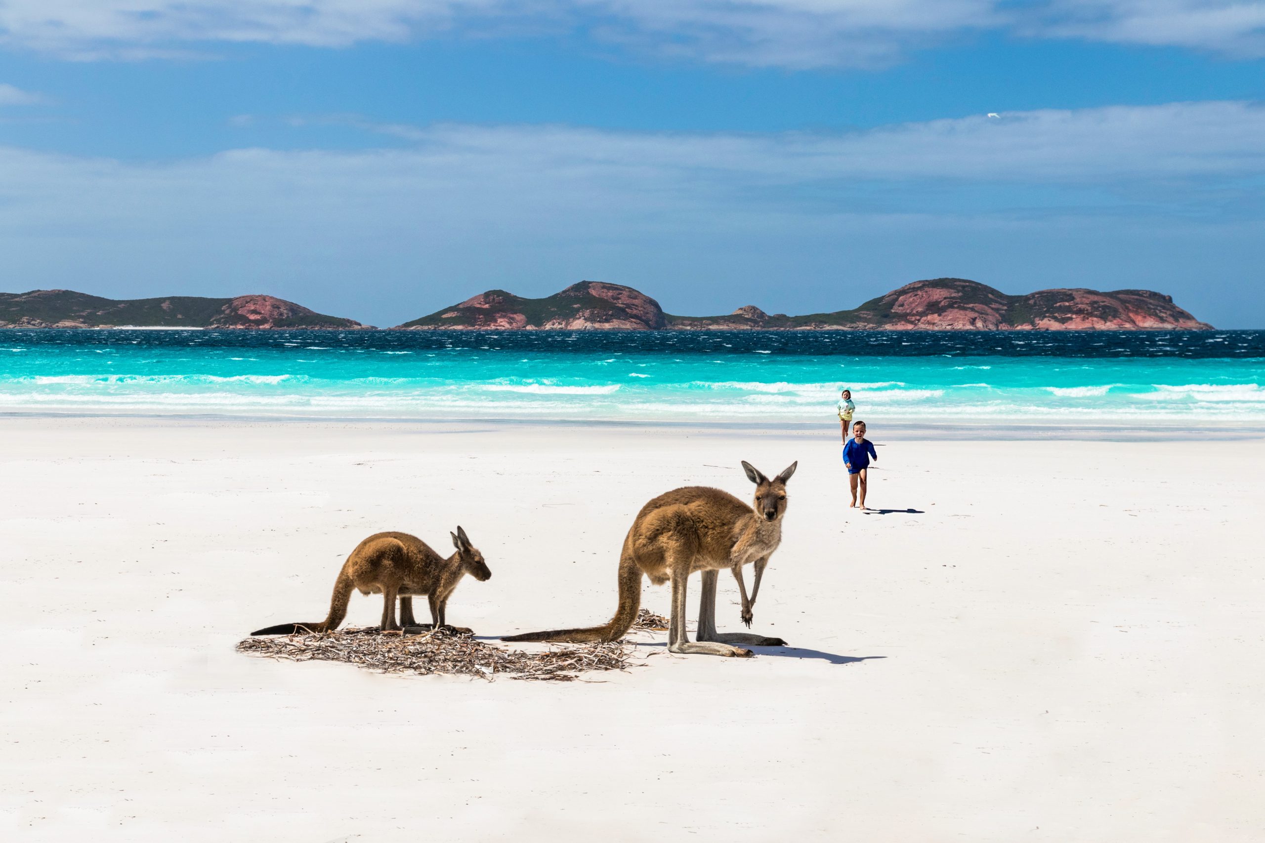 kangaroos on a beach