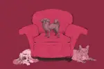 An illustration of three dogs sitting around a chair.